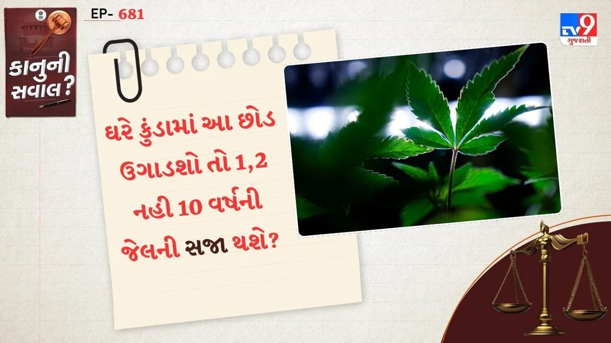ઘરે ગાંજો ઉગાડવો કેટલો સલામત? NDPS કાયદો શું કહે છે