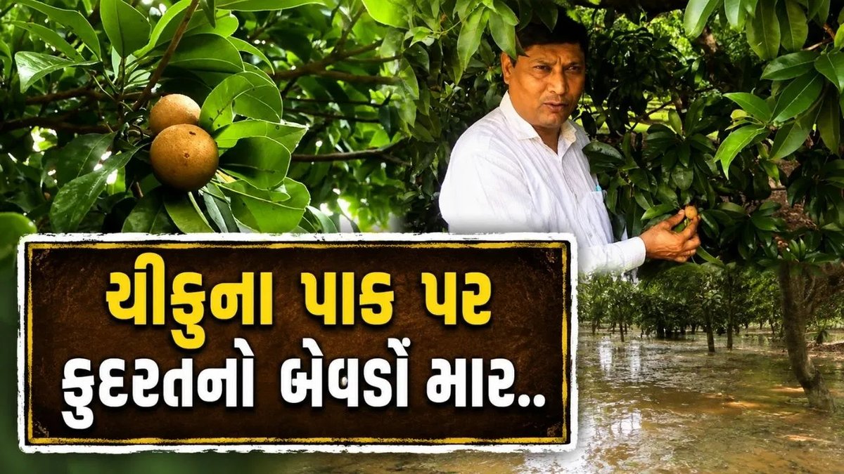 નવસારીમાં ચીકુ પાકને ભારે નુકસાન: જળબંબાકારથી લણણી એક મહિના મોડી
