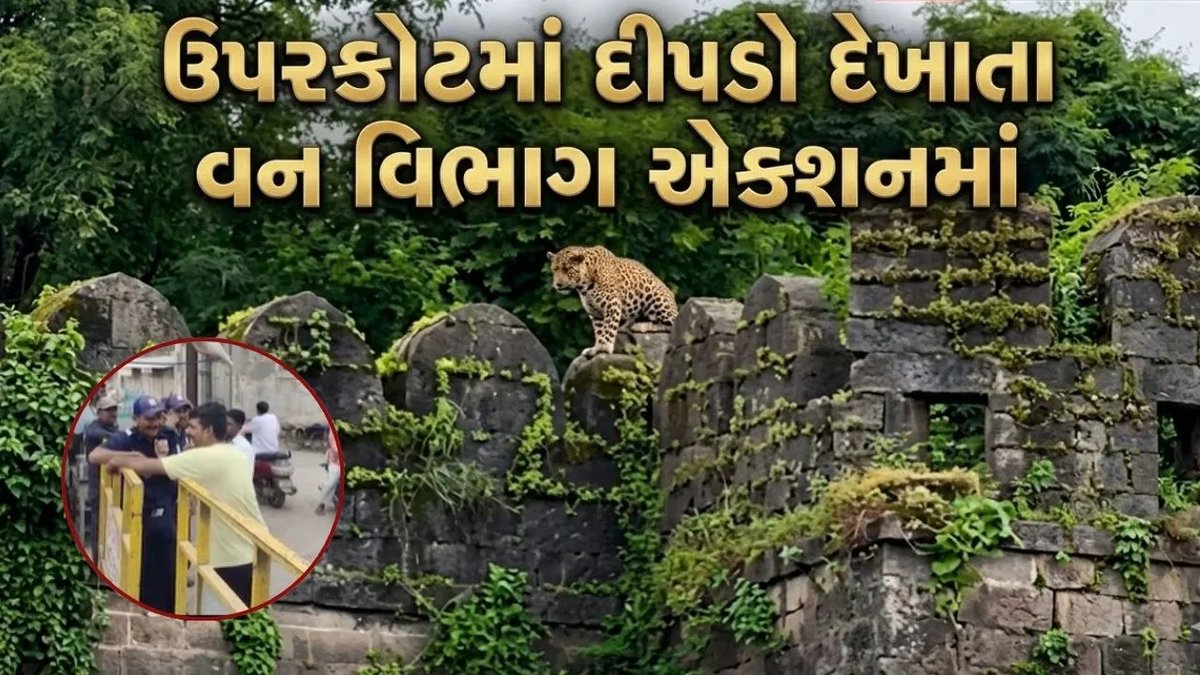 ઉપરકોટ કિલ્લામાં દીપડો દેખાયો: પ્રવાસીઓ માટે કિલ્લો બંધ, વન વિભાગે પાંજરાં મૂક્યાં