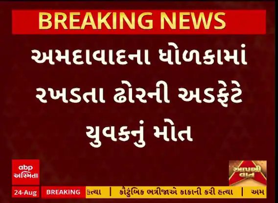 અમદાવાદના ધોળકામાં ઢોરની અડફેટે યુવકનું મોત, પોલીસ તપાસમાં