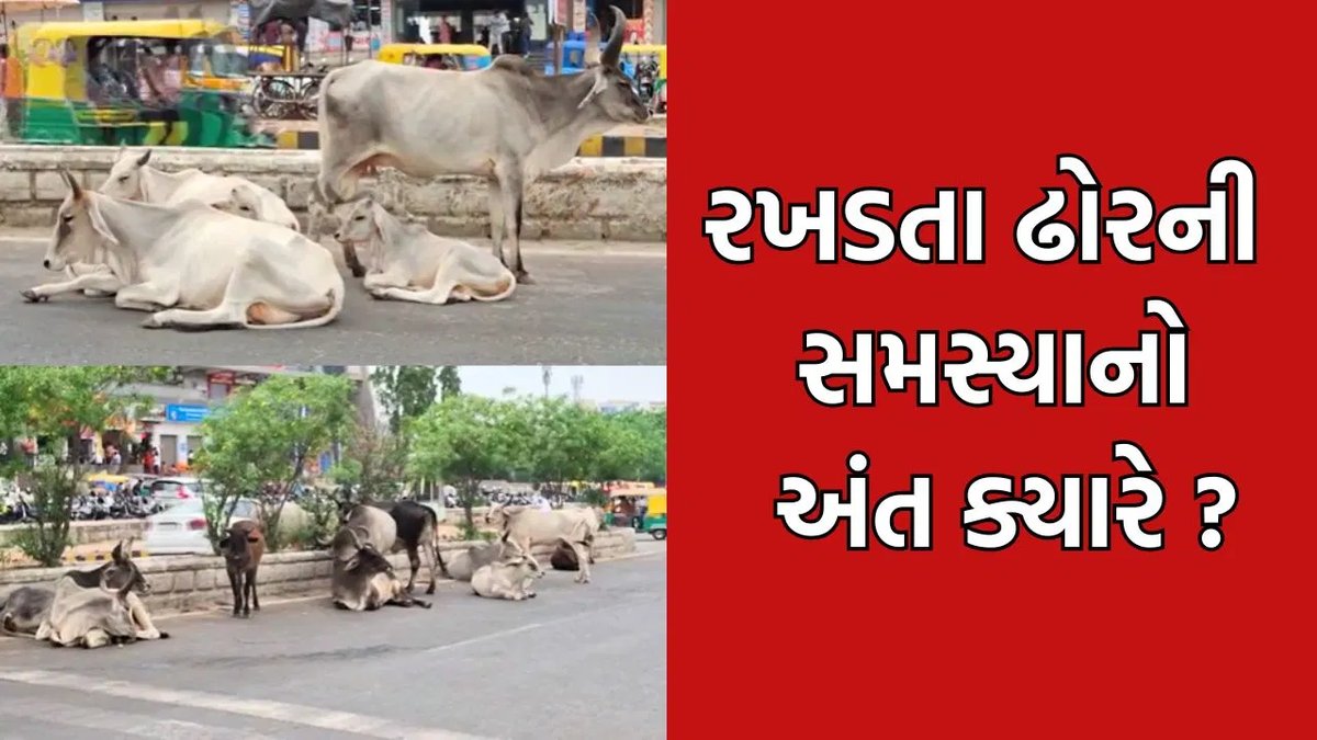 બનાસકાંઠામાં રખડતાં ઢોરની સમસ્યા વકરી, રાહદારીઓ સહિત વાહનચાલકો પરેશાન
