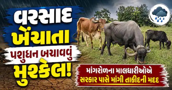 વરસાદ ખેંચાતા માંગરોળના ગોવાળો ચિંતિત: પશુધન બચાવવા સરકારી મદદની માગ